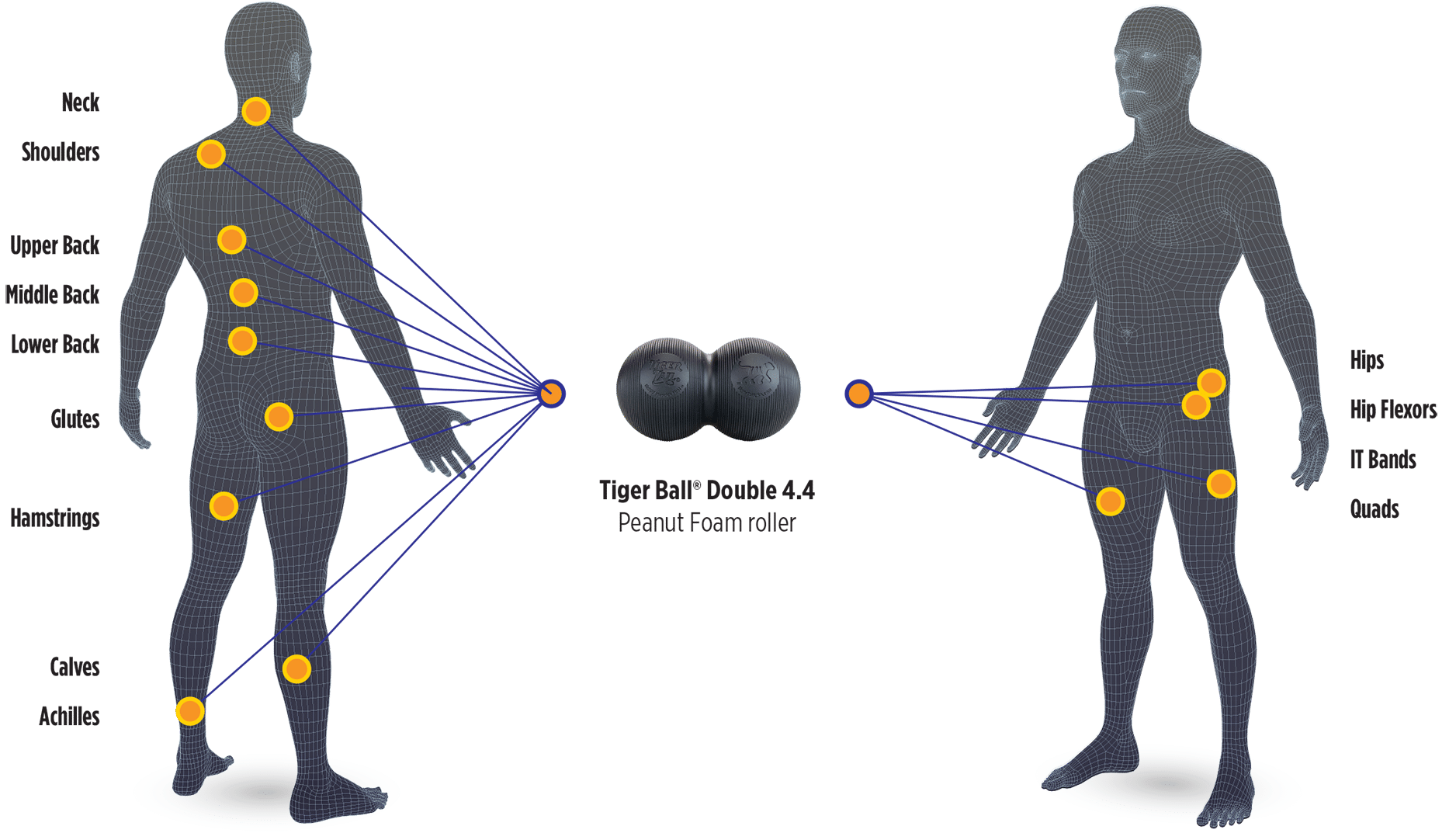 BodyChart_TBD44 Tiger Ball 4.4 Peanut Foam Roller Body Map Application