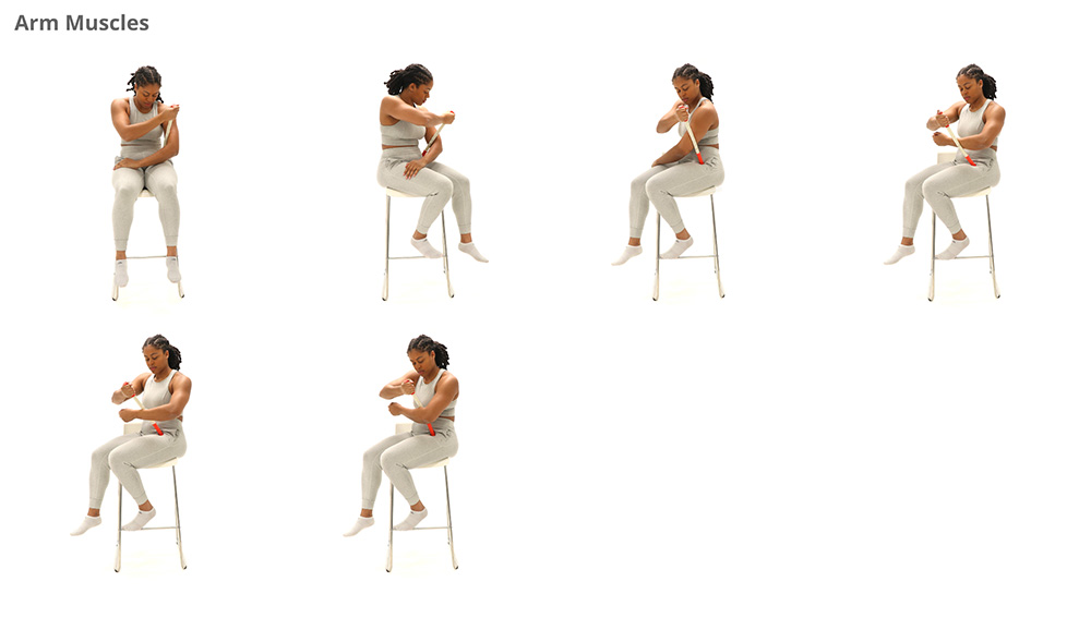 thebendy armmuscles